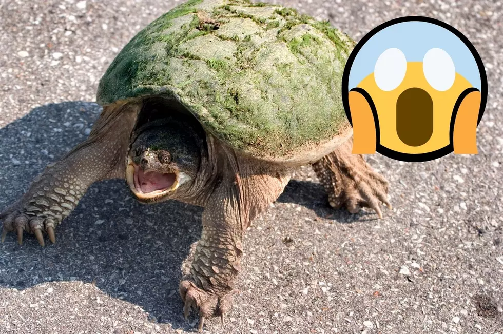 Watch Out! Why You’re Seeing More Snapping Turtles in the Hudson Valley