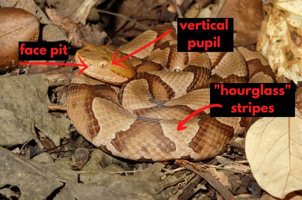 How to Identify the Only Two Venomous Snakes in the Hudson Valley