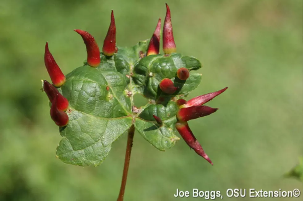 Rare Growth Spotted on Hudson Valley Plant