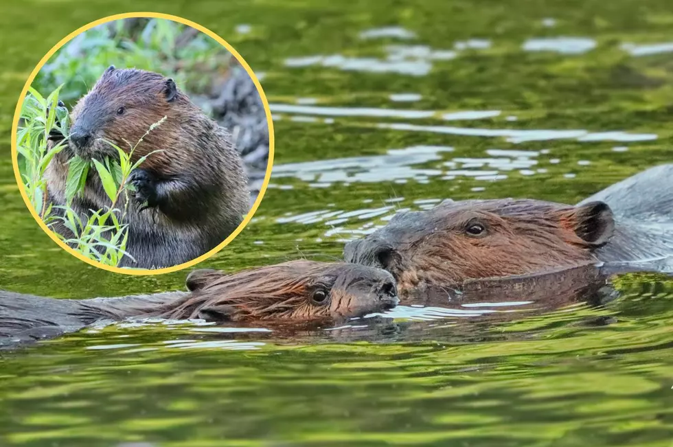Cutest Family Outing: 3 Generations of Beavers Play in Orange County
