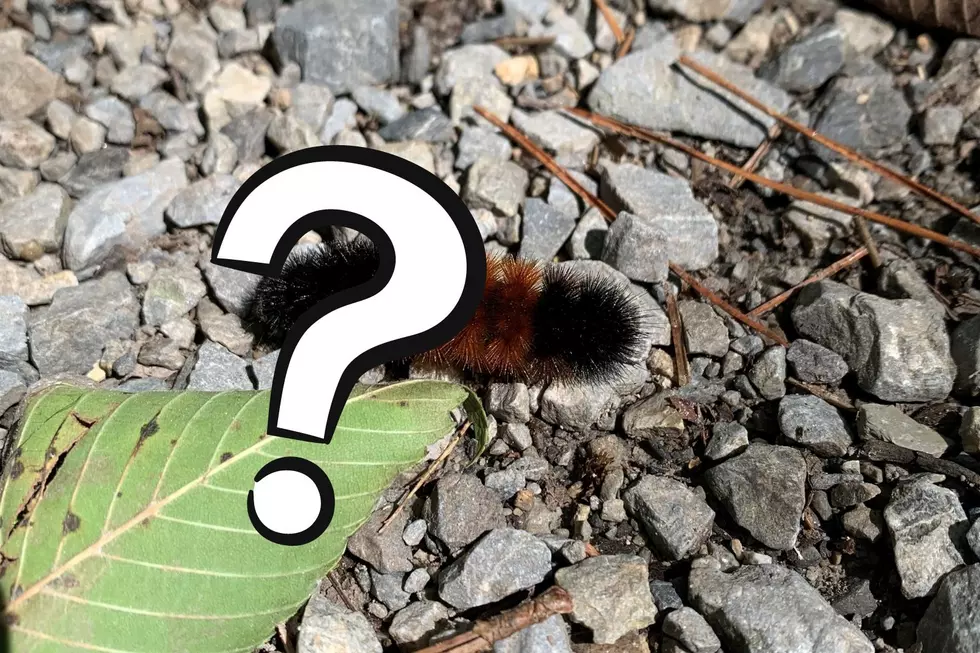 What the Woolly Bears are Predicting for Winter in New York