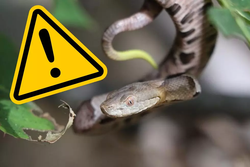 Just Arrived: More Venomous Snakes in the Hudson Valley