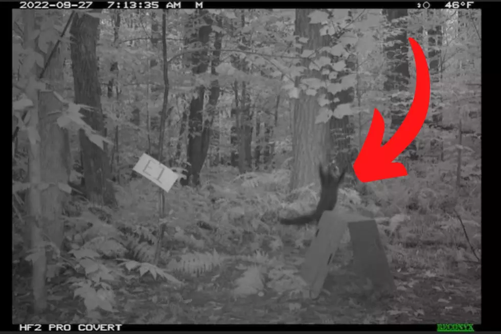 New York DEC Trail Cams Captures Unexpected Predator