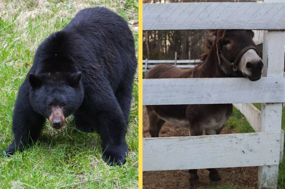 “Very Scary”: Daring Black Bear Kills Miniature Donkey in Hudson