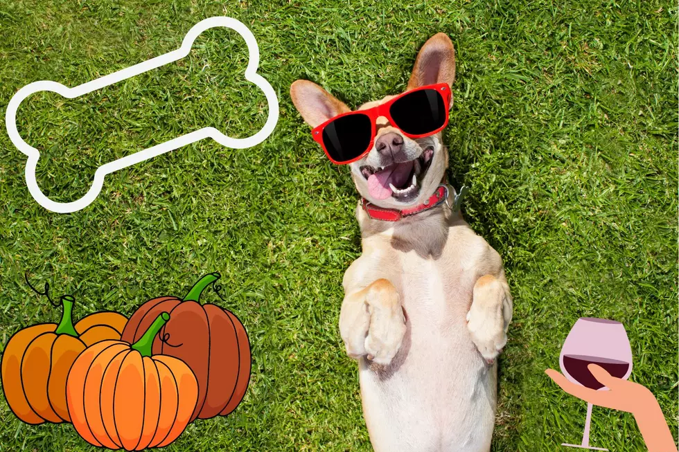Two Pup-Filled Paw-Some Autumn Festivals in Dutchess County