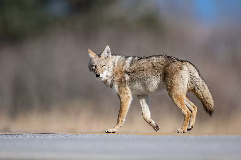 I Was Cornered By 3 Coyotes in Poughkeepsie, New York