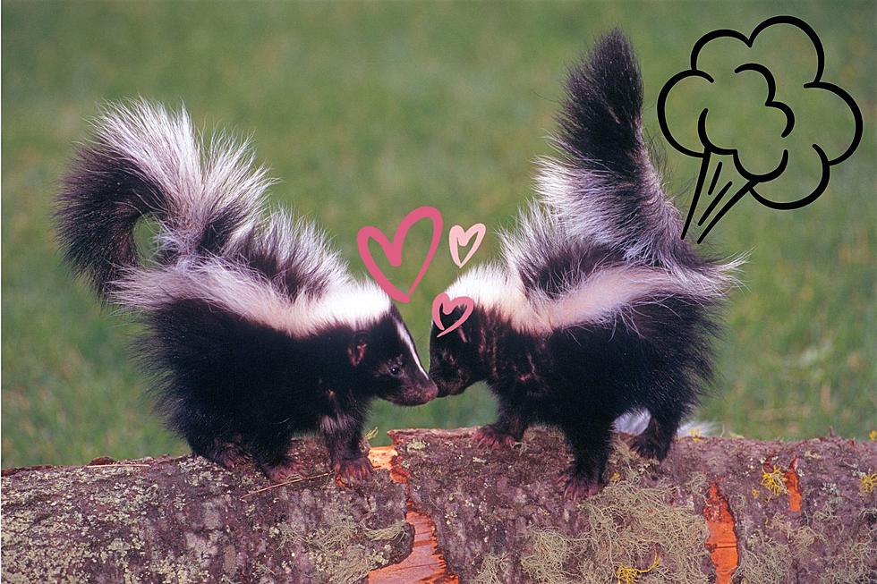 What’s That Smell? Skunk Breeding Season Arrives