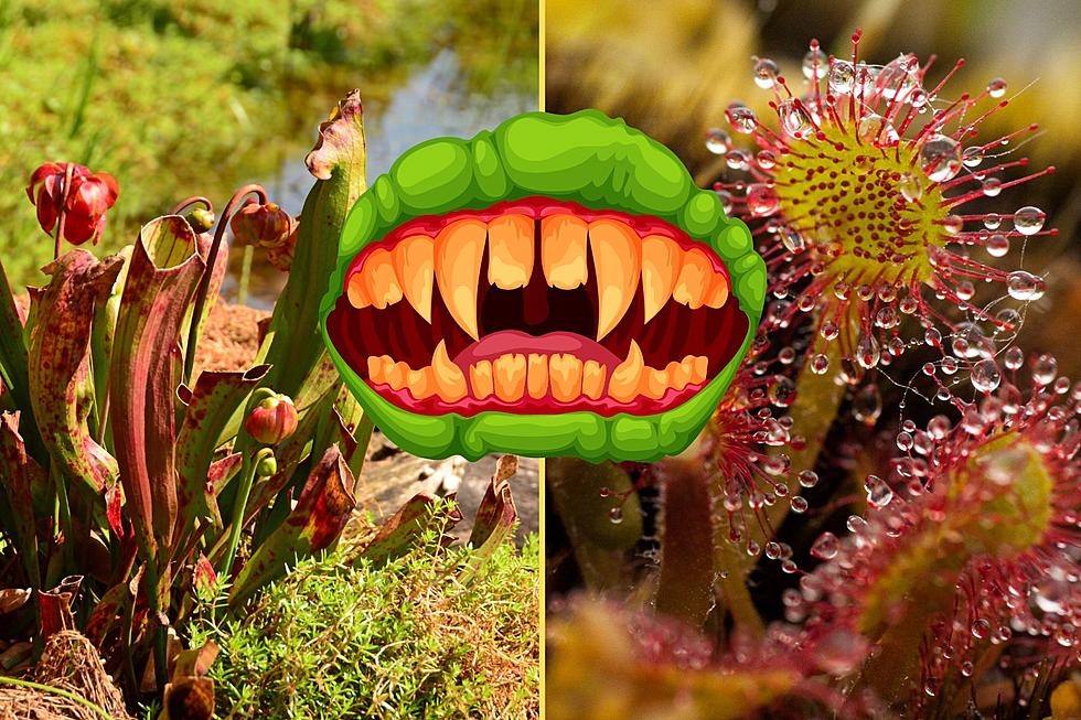 Meet the 4 Carnivorous Plants of New York State