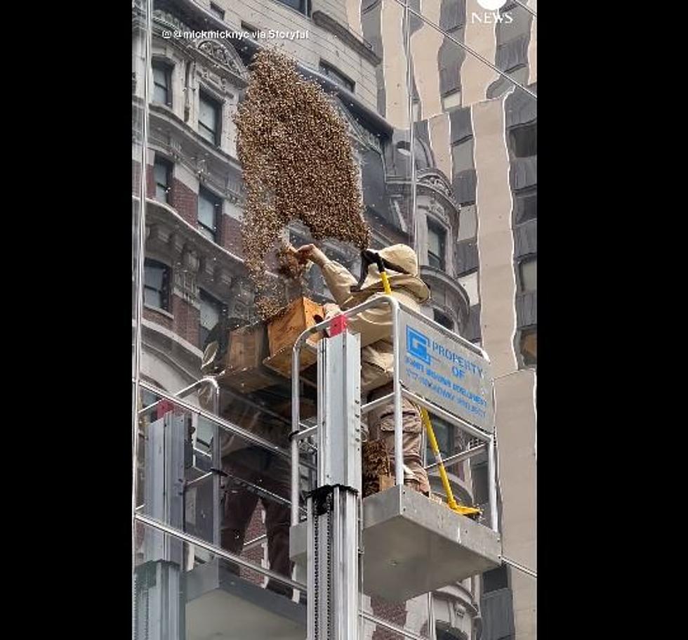 Massive Bee Swarm Found in New York City