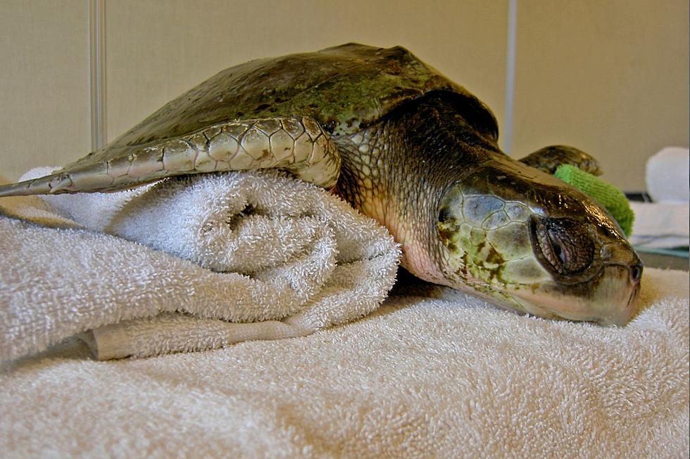 La tortuga marina más amenazada del mundo es rescatada en Nueva Y