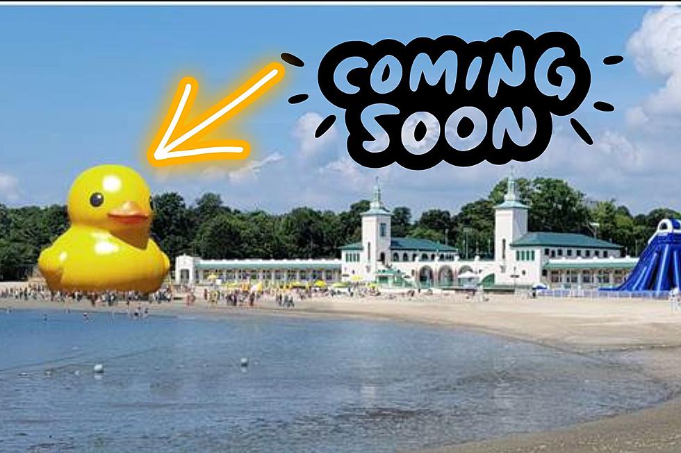 World’s Largest Rubber Duck to Debut Just Outside Hudson Valley