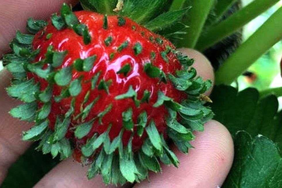 Let’s Get Weird: Why Some New York Strawberries Look Like This