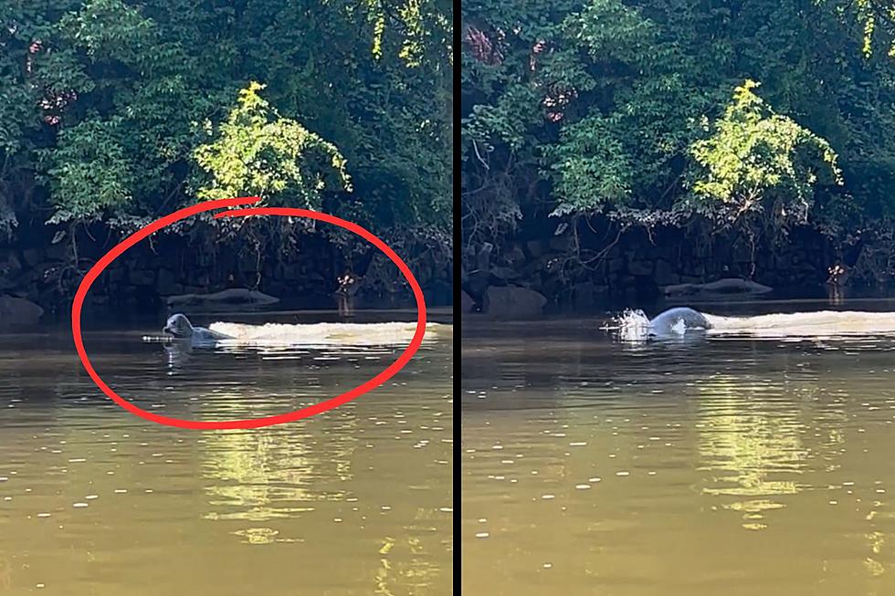Alert: Famous Seal is Still Living in Saugerties, NY
