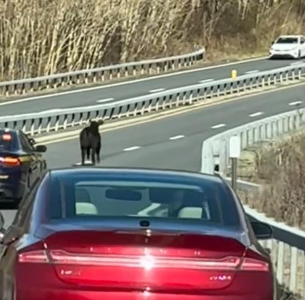Cow Stops Traffic on Busy Upstate New York Highway