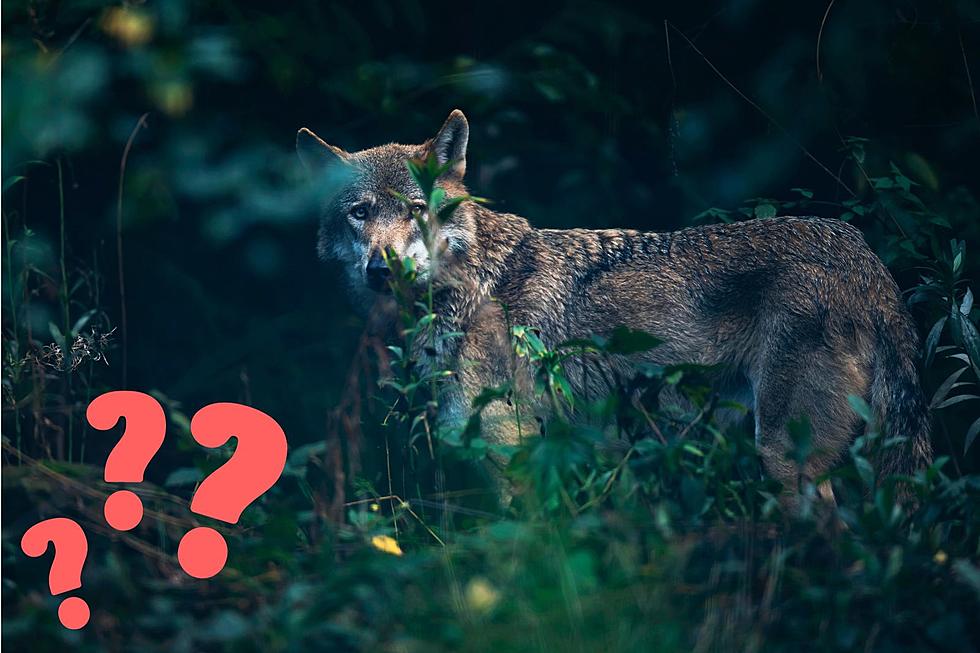 Hudson Valley Nextdoor App Post Sparks Wolf Vs. Coyote Debate