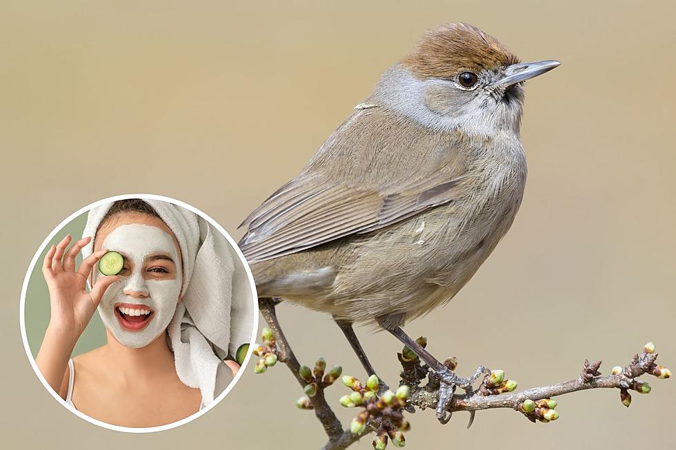 Better Than Botox: Bird Poop May Be the Solution to Beauty