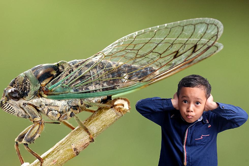 Fact Check: Are Screaming Twin Cicadas Coming to NY This Year?