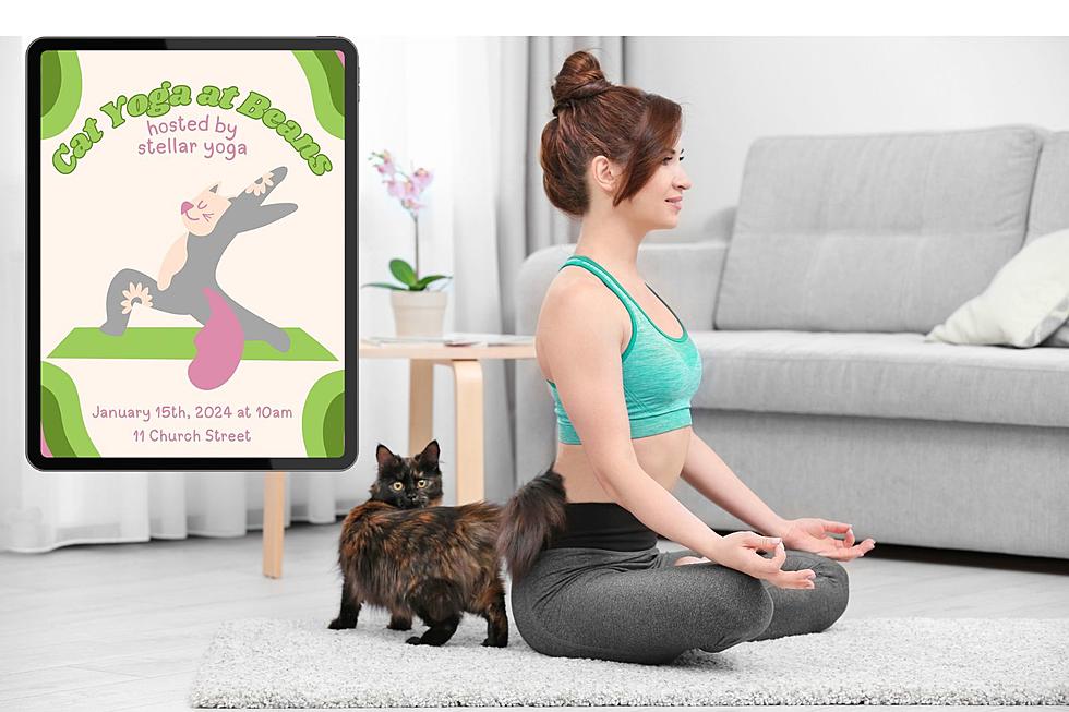 Cat Yoga A Purr-manent Offering at Beans Cat Cafe, Mew Paltz