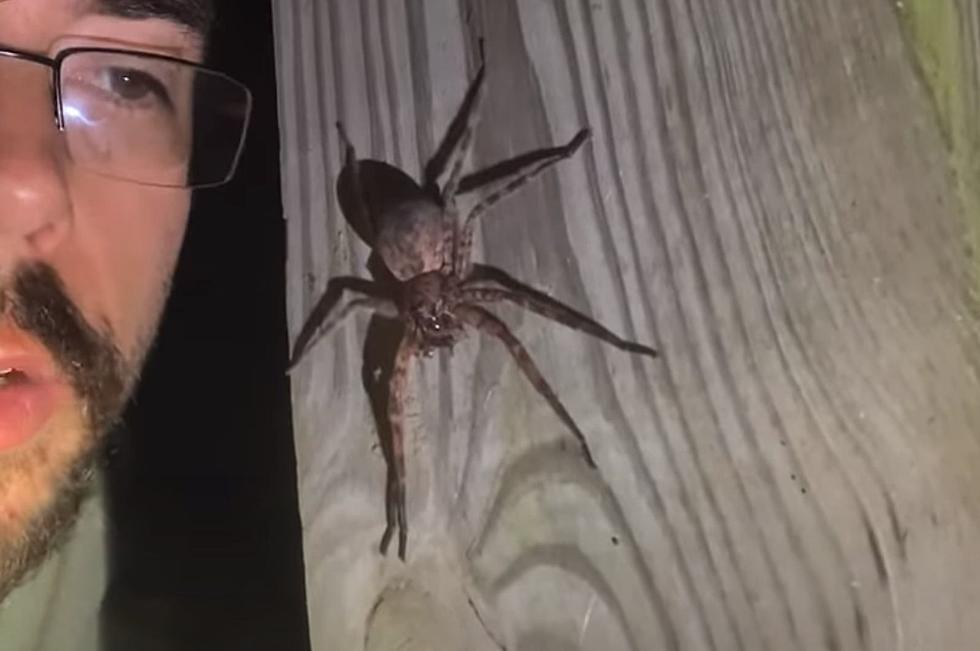 This Terrifying Looking Spider is the Largest in New York