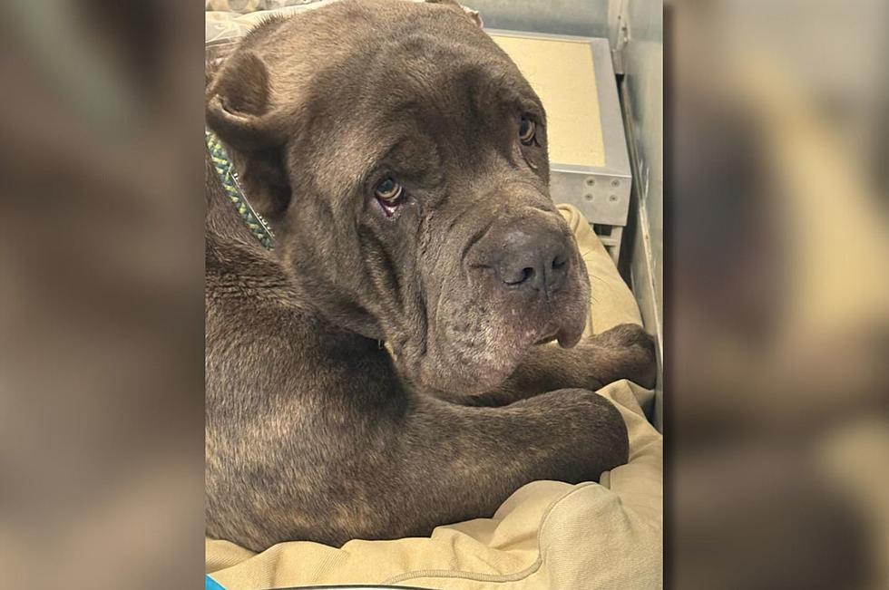 Shameless: Search for Hudson Valley Dog Owner After 'Cowardly Act