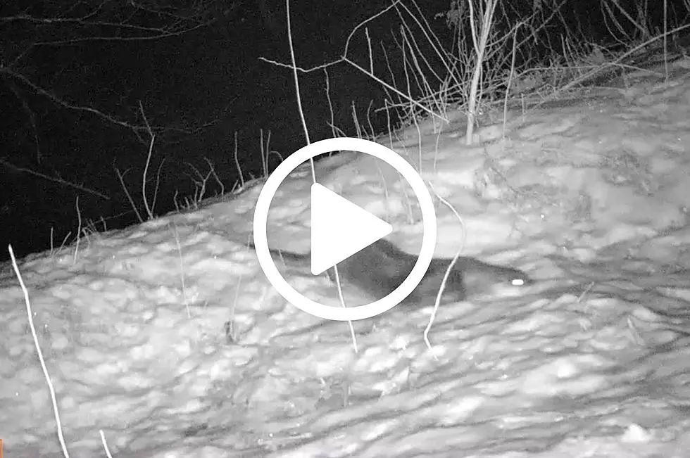 VIDEO: Predator Caught Playing on Trail Cam in New York