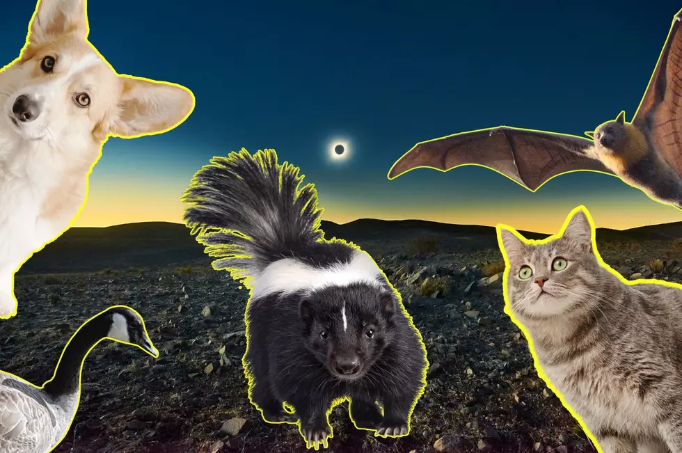 How New York Animals May Act During the Total Eclipse