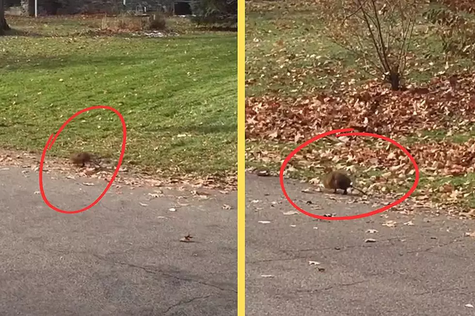 VIDEO: The Truth About Odd Creature Spotted in Beacon, NY