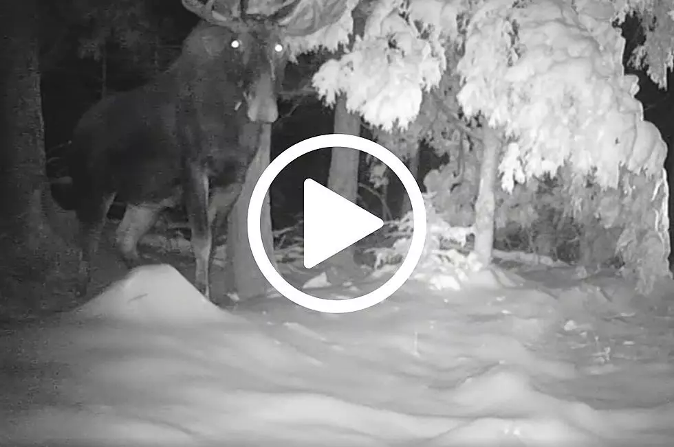New York's Largest Mammal Caught Snacking on Trail Cam