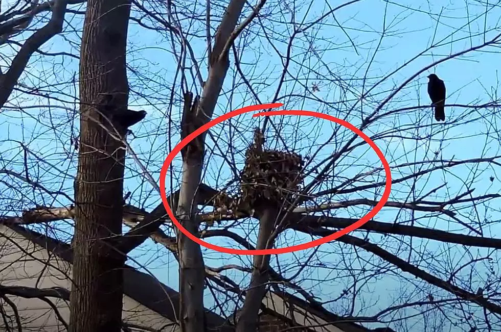 That Big Ball of Leaves in Your New York Tree Isn’t a Bird Nest