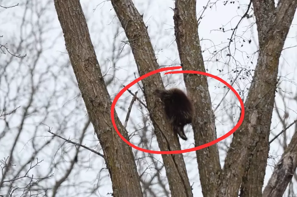 Surprise: This &#8216;Invincible&#8217; New York Animal Builds Tree Nests