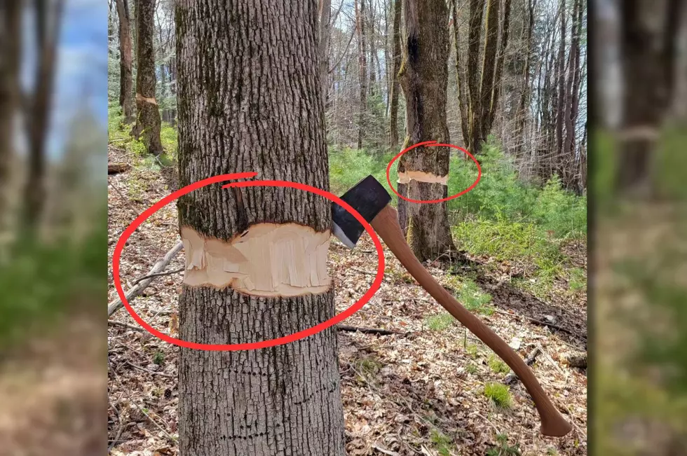 What It Means If You See a &#8216;Girdled&#8217; Tree in New York State