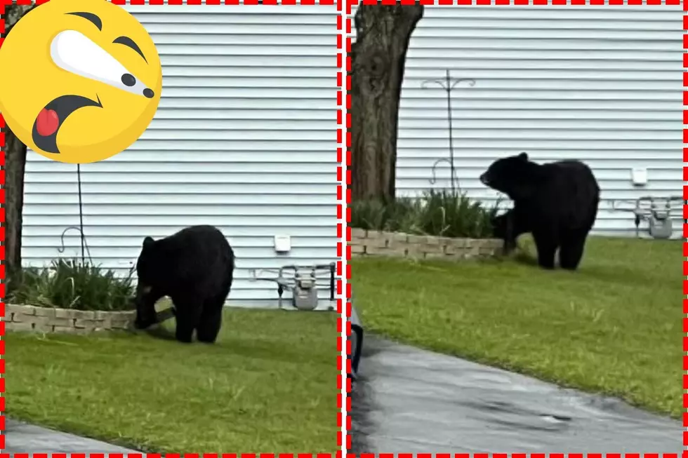 [VIDEO] Massive Bear Visits Quiet Wappingers Neighborhood
