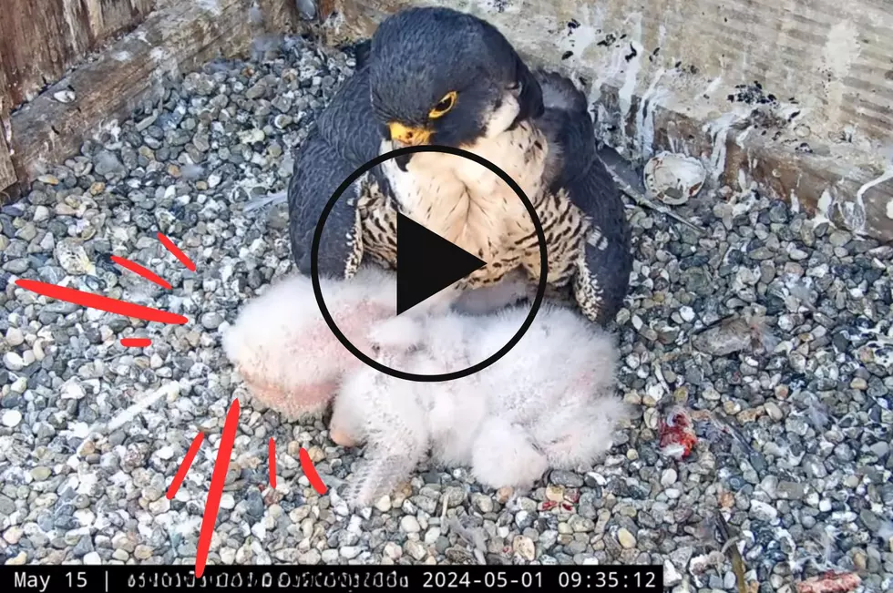 VIDEO: The Hilarious Way New York's Baby Falcons Use the Bathroom