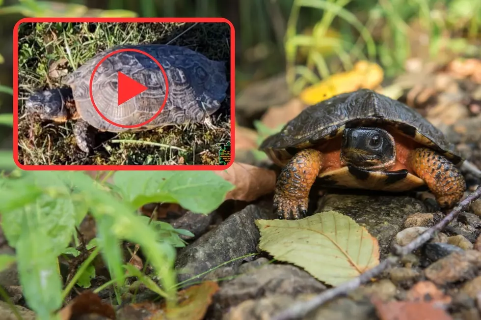 Video: The Unique Way This New York Turtle Hunts for Food