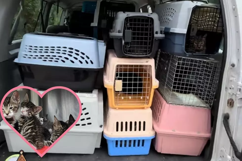 90 Cats Rescued From Dover New York Hoarding House