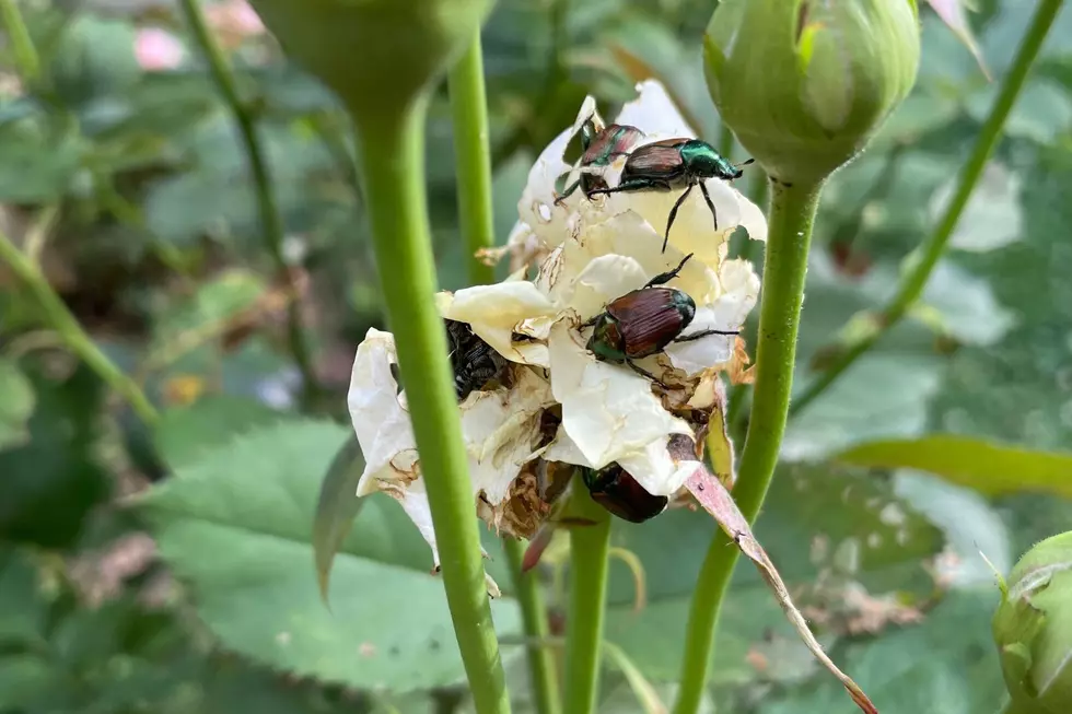 The Best Ways to Fight Japanese Beetles in the Hudson Valley