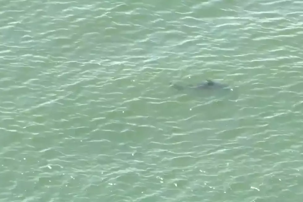 Sharks Will Stay in New York Waters ‘Longer’ This Year, Research Says