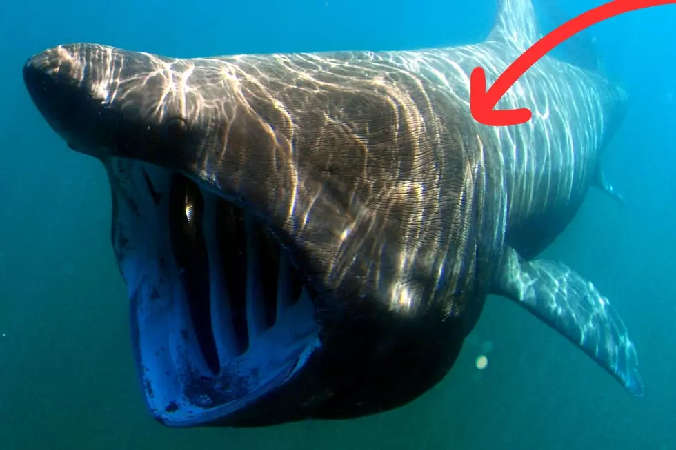 These New York Sharks Are the Second-Biggest in the World