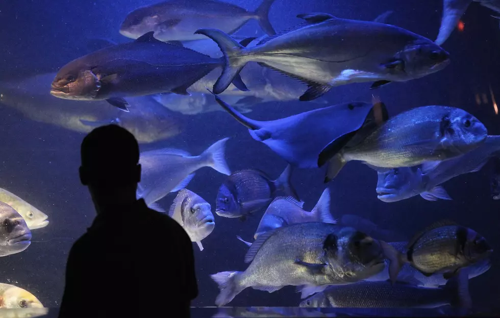 Fish Tank Bursts at Disney World Restaurant