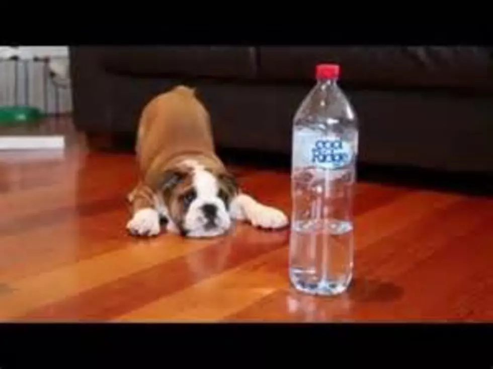 English Bulldog Puppy vs. Water Bottle