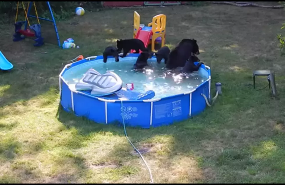 Bears Take Over Backyard Pool [VIDEO]