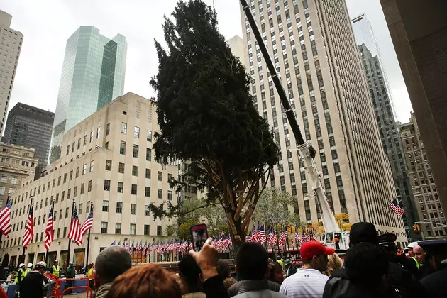 Hudson Valley Tree Selected for Rockefeller Center
