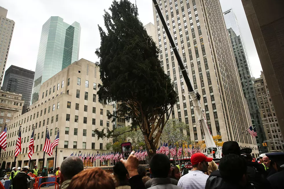 Video: Rockefeller Tree to Help Hudson Valley Families