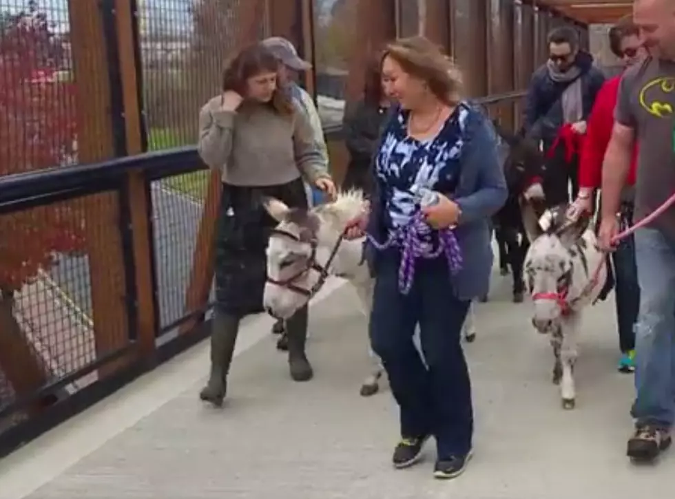Why are Donkeys Walking on the Hudson Valley Rail Trail?