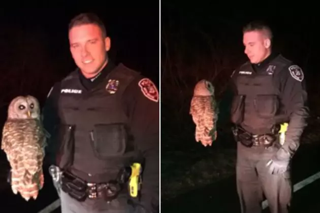 Owl Evades Arrest by Hudson Valley Police Officers