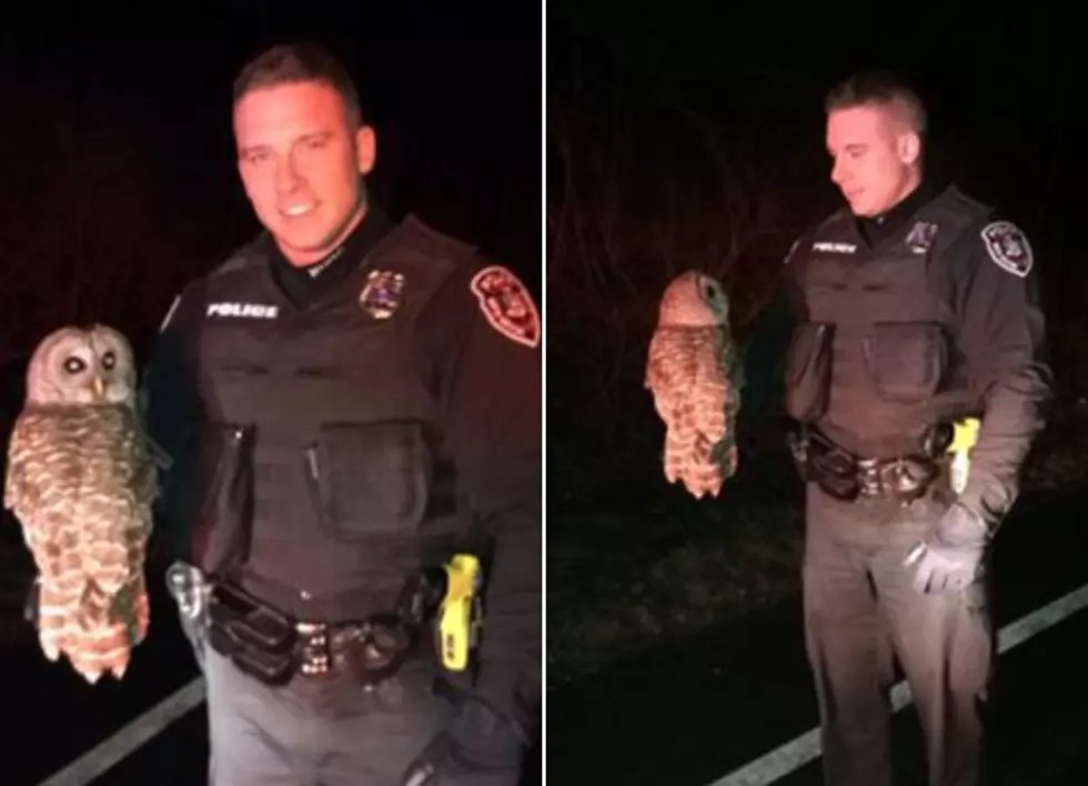 Owl Evades Arrest by Hudson Valley Police Officers