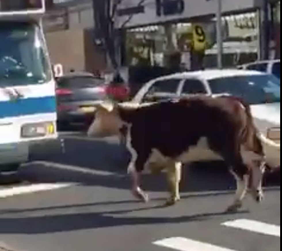 Runaway Cow Spotted in New York City