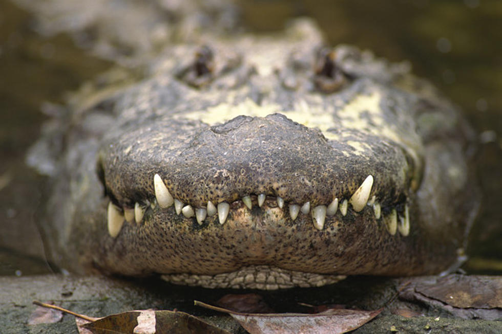Six Foot Alligator Seized From New York Home