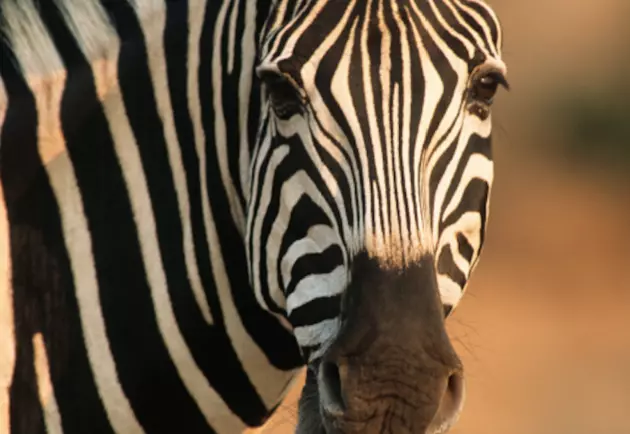 Cash Reward Offered For Lost Zebra in Hudson Valley