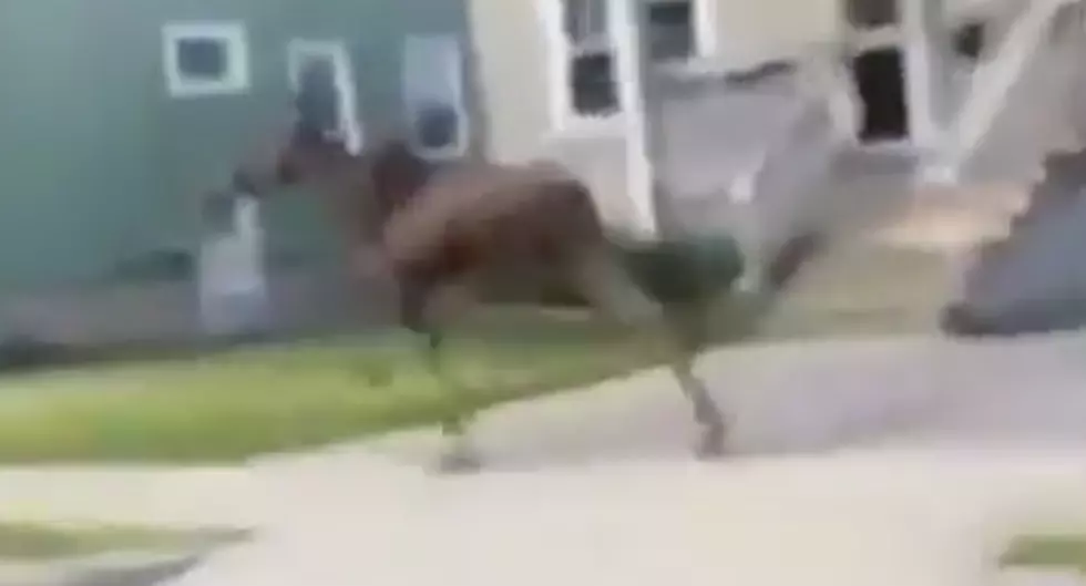 Moose Spotted Outside Boston [VIDEO]